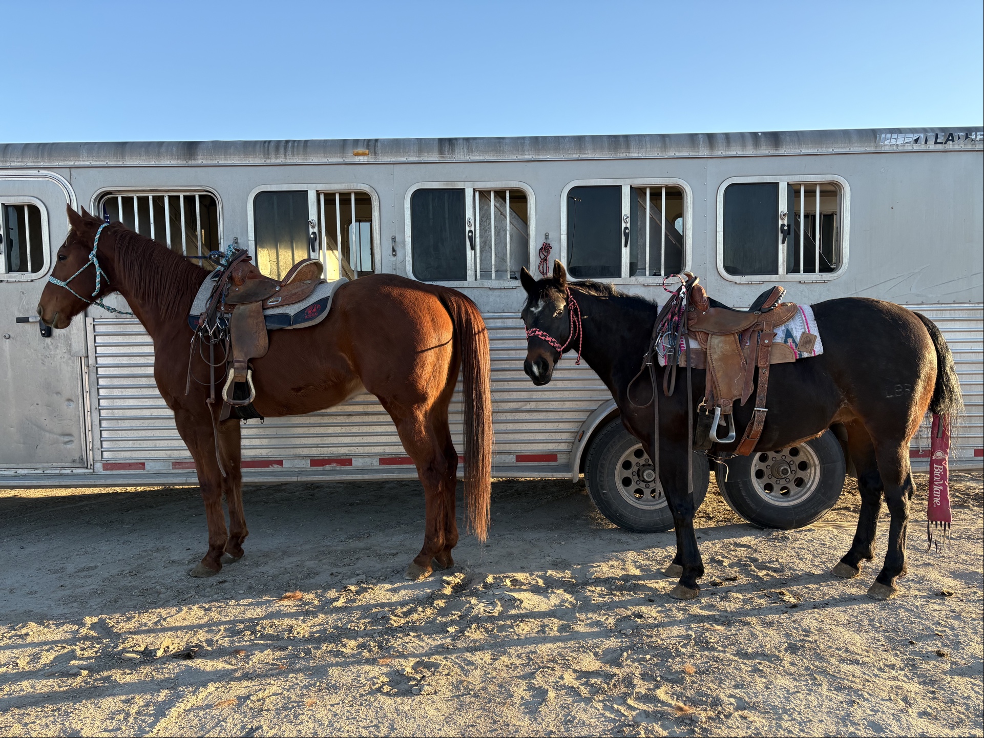 Show day — two horses ready to compete
